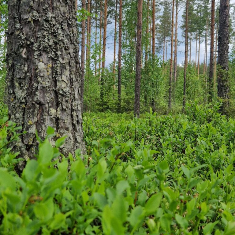 Mäntymetsä mustikkavarvut