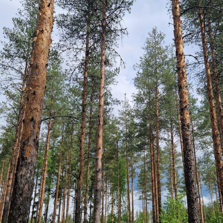 Mäntymetsä puut