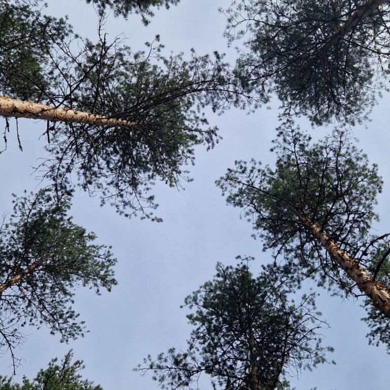 Mäntymetsä taivas